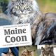 Maine Coon - Éditions Ulmer