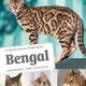 Bengal - Éditions Ulmer
