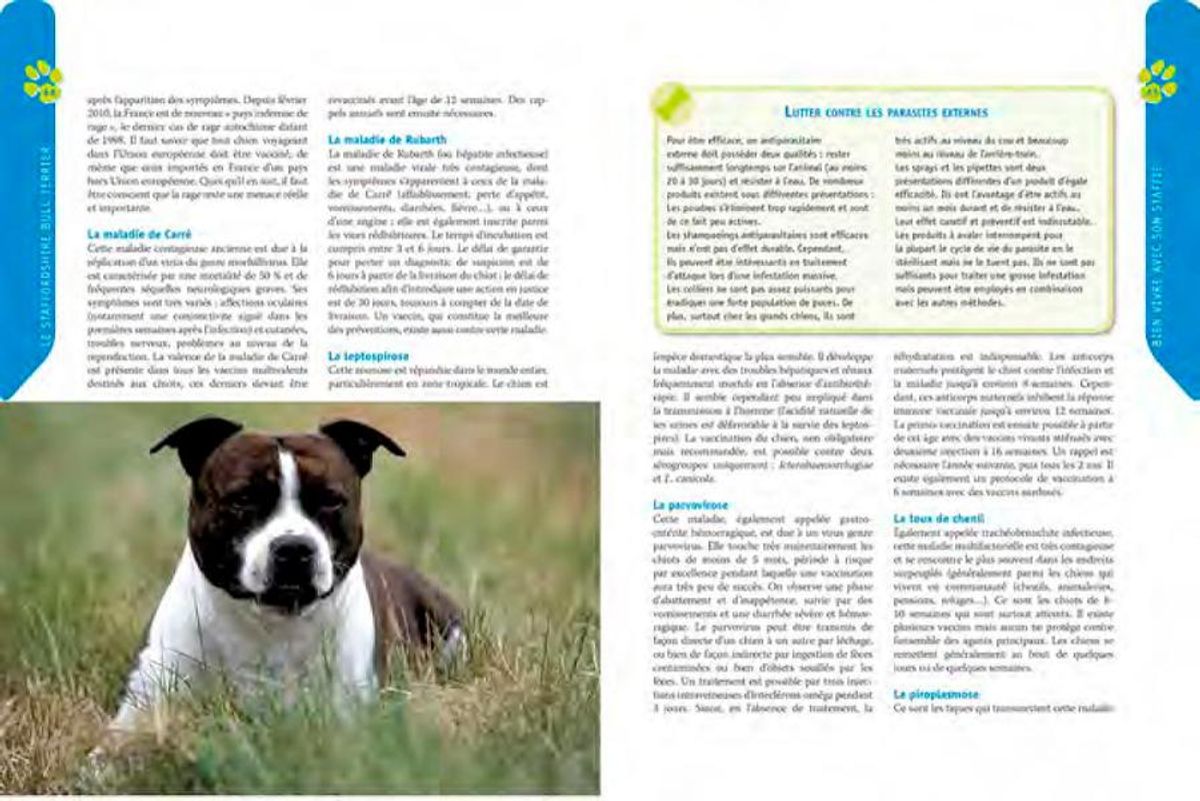 Staffordshire Bull Terrier - Artemis Edition