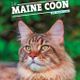le Maine Coon - Artemis Edition