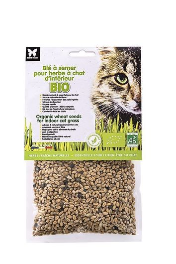 Blé à semer pour herbe à chat - Martin Sellier