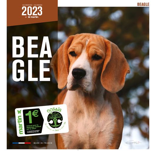 Calendrier 2023 Beagle - Martin Sellier