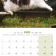 Calendrier 2023 Maine Coon - Martin Sellier