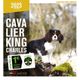 Calendrier 2023 Cavalier King Charles - Martin Sellier