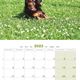 Calendrier 2023 Cavalier King Charles - Martin Sellier