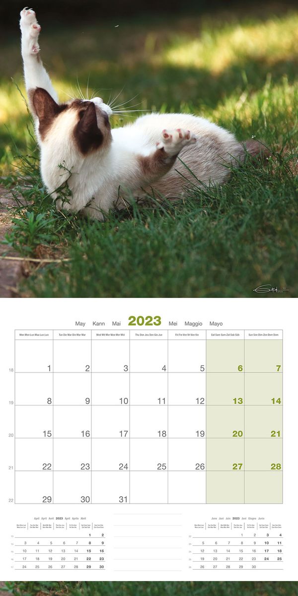 Calendrier 2023 Chats - Martin Sellier