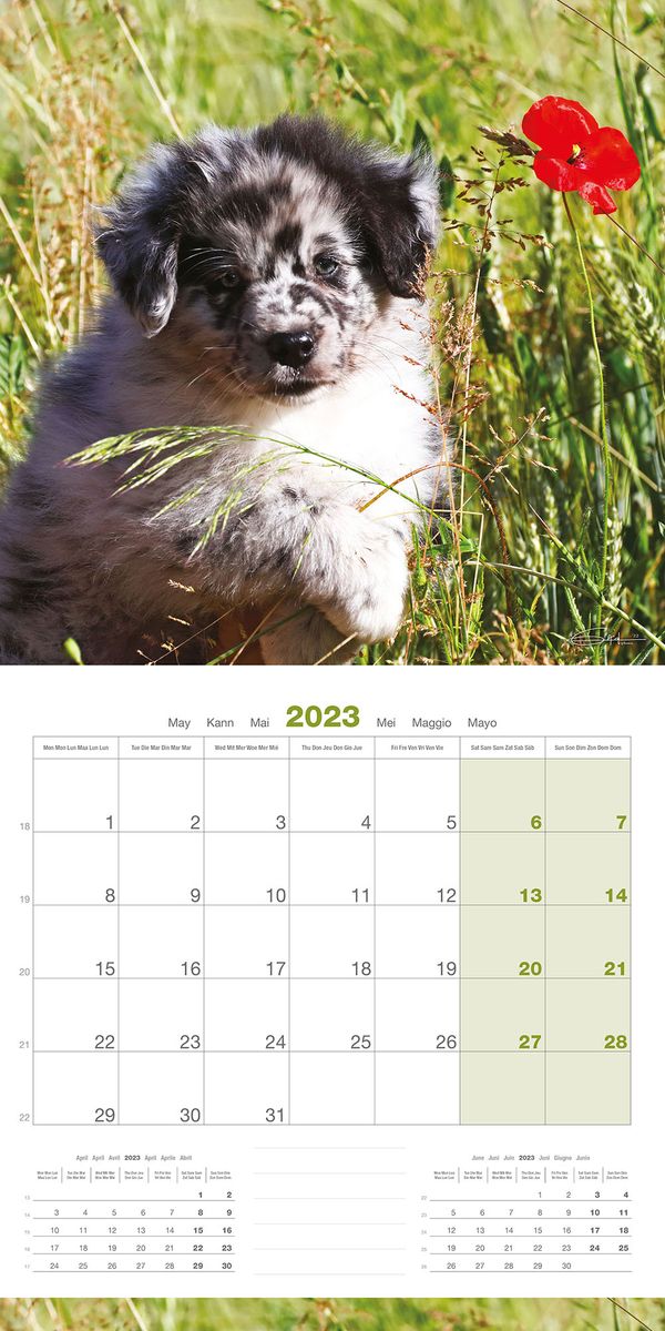 Calendrier 2023 Chiots - Martin Sellier