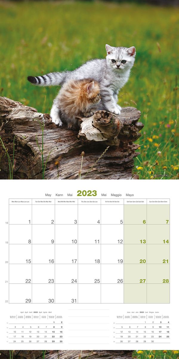Calendrier 2023 Chatons - Martin Sellier