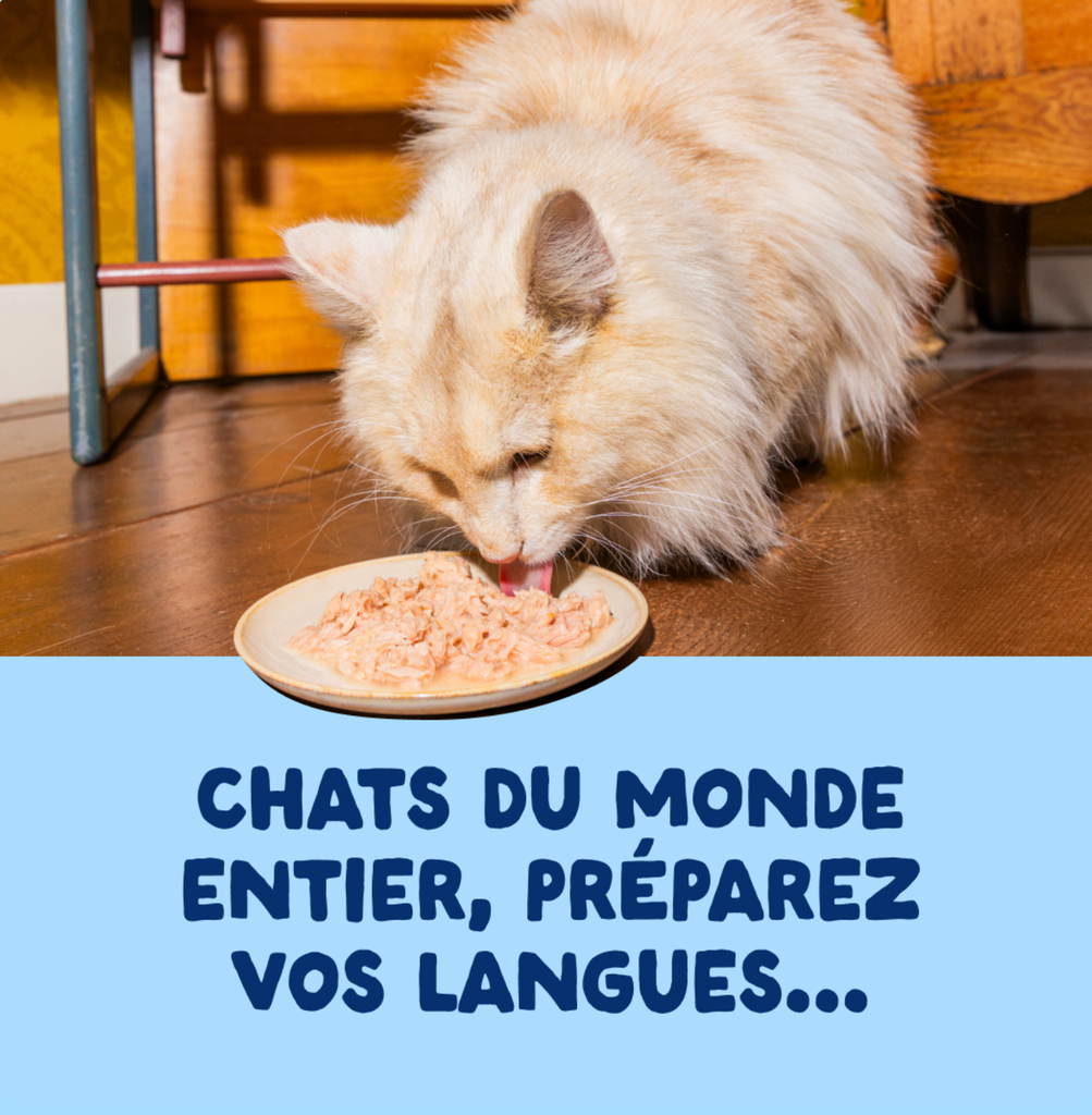 Filets pour chat au thon (70 g) - Edgard & Cooper