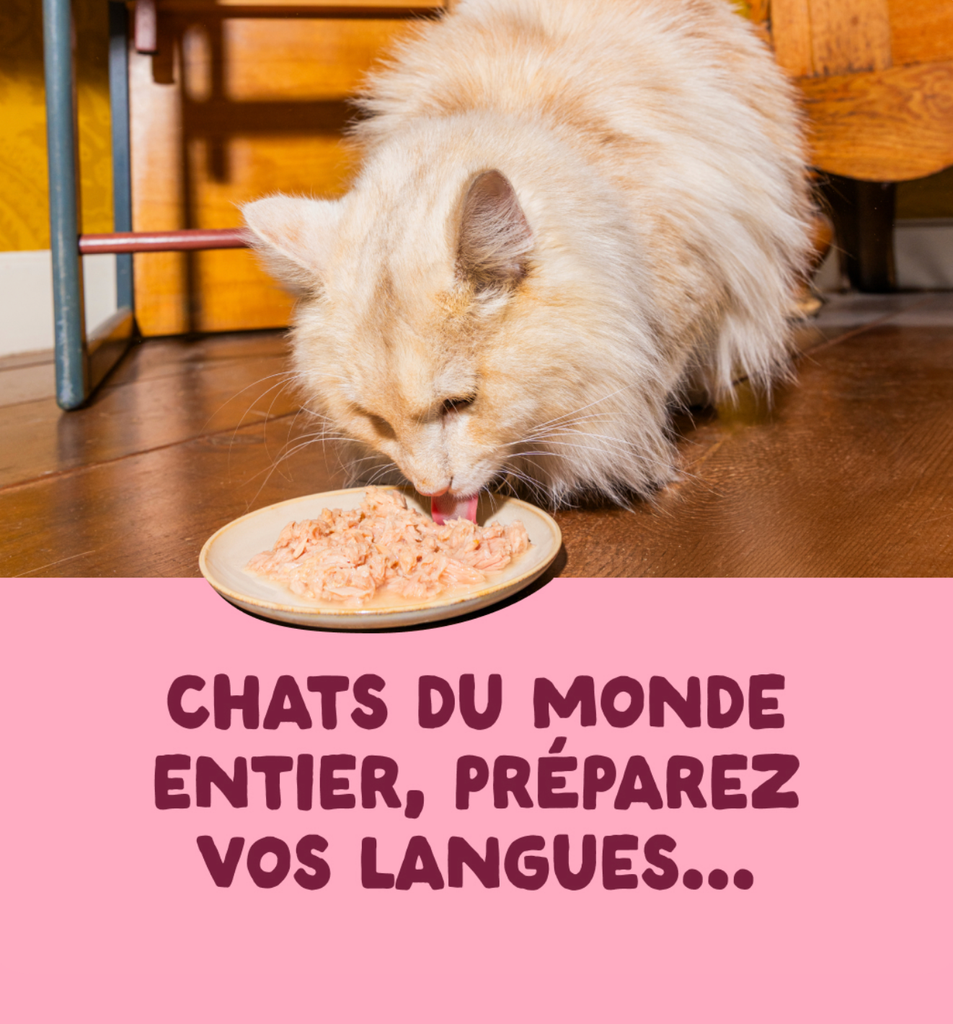 Filets pour chat au thon et aux crevettes (70 g) - Edgard & Cooper
