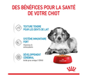 Bouchées en sauce Puppy Medium (10 sachets 140 g) - Royal Canin