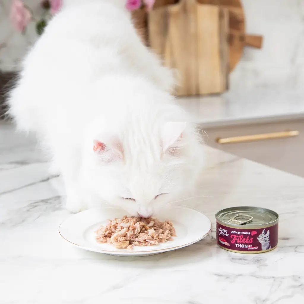 Lifestyle_-_Cat_Fillets_Tuna_Chicken_FR.webp