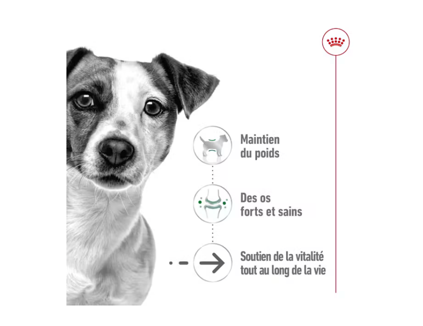 Canette mini ageing pâtée en mousse pour petit chien (1 boite 195 g) - Royal Canin