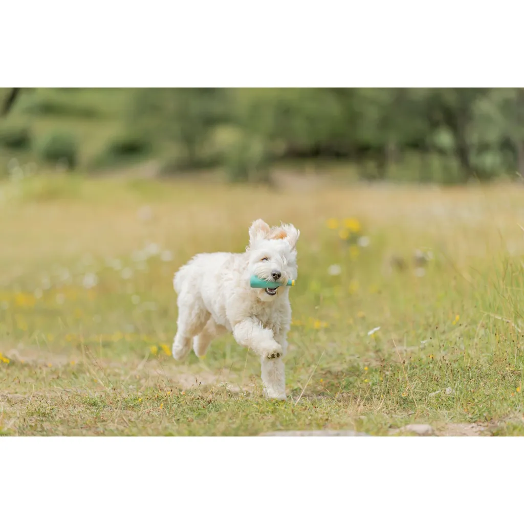 PHO_IMAGE_DOG_Mischling-Lotta-spielt-Wiese-3_#SALL_#AWK_#V1.webp
