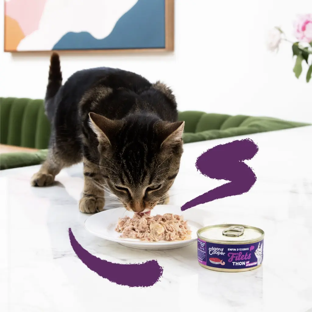 Lifestyle_-_Cat_All_Fillets_Tuna_Shrimp_FR.webp