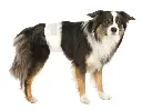 PHO_PRO_DOG_CLIP_23641-23643-1_#SALL_#AWK_#V1.webp