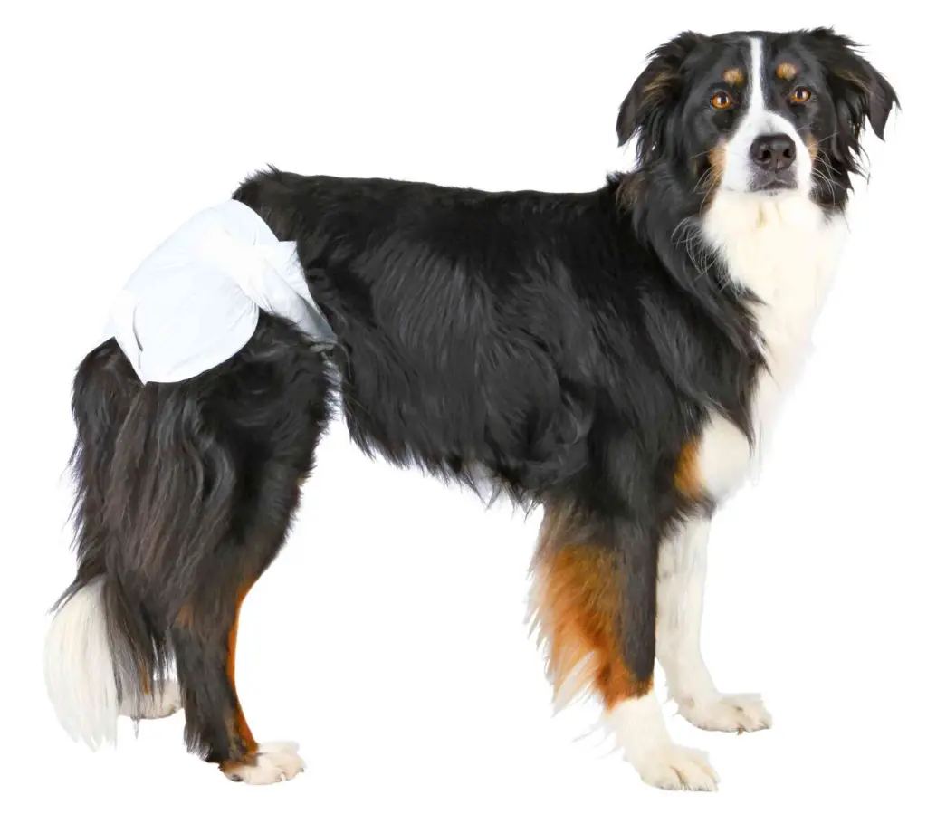 PHO_PRO_DOG_CLIP_23631-23636-1_#SALL_#AWK_#V1.webp