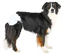 PHO_PRO_DOG_CLIP_23631-23636-1_#SALL_#AWK_#V1.webp