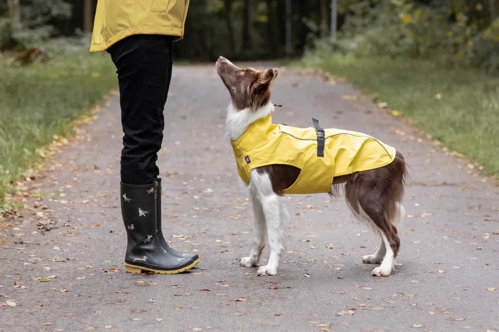 PHO_IMAGE_DOG_Bordercollie-Flame-Regenmantel-5_#SALL_#AWK_#V1.webp