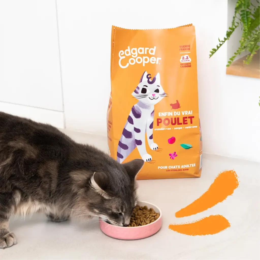 Lifestyle_-_Cat_Adult_Kibble_Chicken_FR.webp
