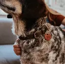 chienchien chien.webp