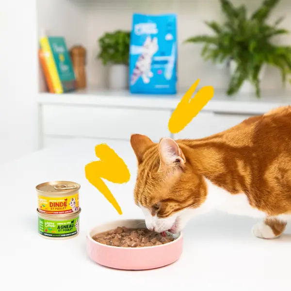 Lifestyle_-_Cat_Adult_Chunks_Turkey_Chicken_FR.webp