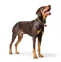 chienchien.webp