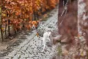 PHO_IMAGE_DOG_JackRussellTerrier-Hugo-Geschirrmantel-Pontis-Rain-Spaziergang-Herbst-3_#SALL_#AWK_#V1.webp