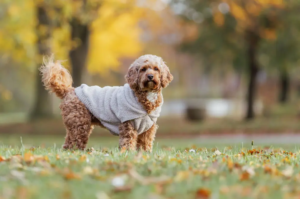 PHO_IMAGE_DOG_Maltipoo-Milo-Hoodie-Carson-Natur-4_#SALL_#AWK_#V1.webp