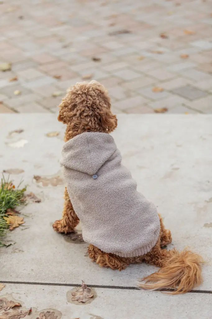 PHO_IMAGE_DOG_Maltipoo-Milo-Hoodie-Carson-Detail-1_#SALL_#AWK_#V1.webp