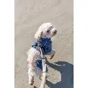 PHO_IMAGE_DOG_BeNordic-Maltipoo-Lou-Spaziergang-Strand-5_#SALL_#AWK_#V1.webp