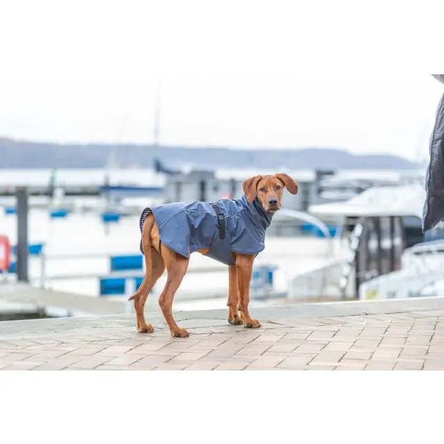 PHO_IMAGE_DOG_RhodesianRidgeback-Kito-Regenmantel-Husum-Hafen-2_#SALL_#AWK_#V1.webp