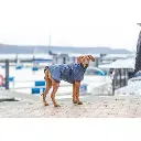 PHO_IMAGE_DOG_RhodesianRidgeback-Kito-Regenmantel-Husum-Hafen-2_#SALL_#AWK_#V1.webp