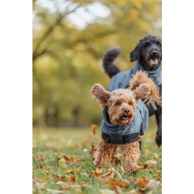 PHO_IMAGE_DOG_Maltipoo-Milo-Grosspudel-Piet-Wintermantel-Riom-Natur-1_#SALL_#AWK_#V1.webp