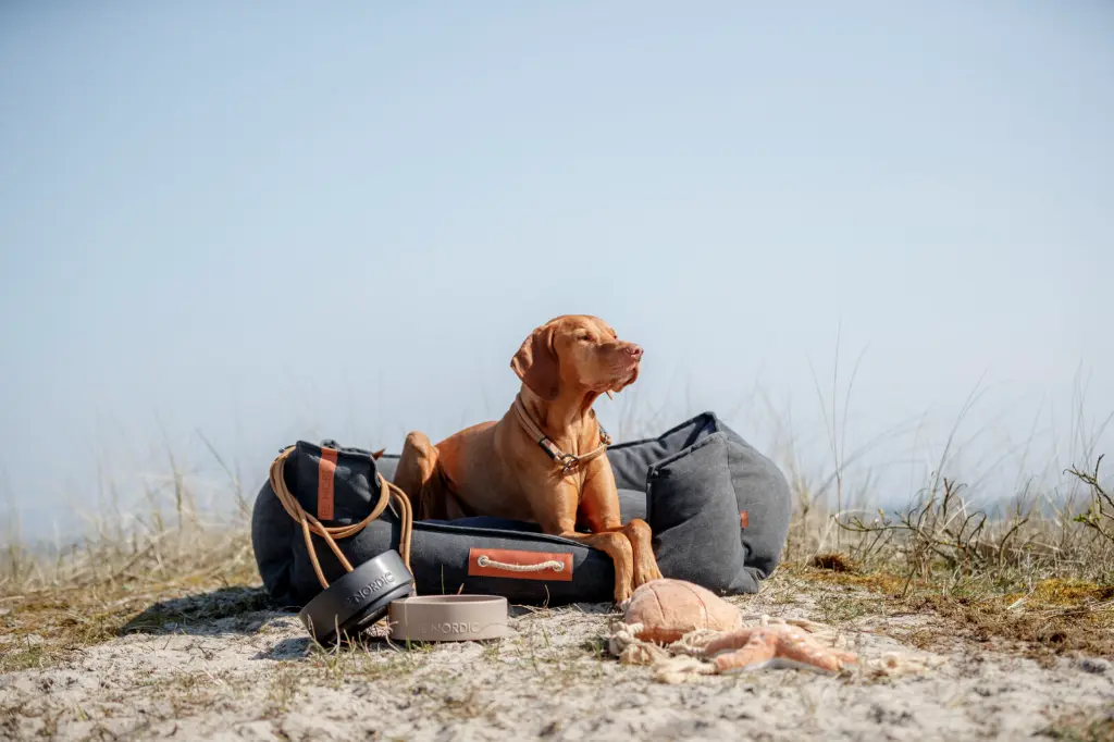 PHO_IMAGE_DOG_BeNordic-Vizsla-Denny-Bett-Komposition-Duenenlandschaft-5_#SALL_#AWK_#V1.webp