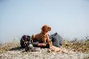PHO_IMAGE_DOG_BeNordic-Vizsla-Denny-Bett-Komposition-Duenenlandschaft-5_#SALL_#AWK_#V1.webp