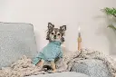 PHO_IMAGE_DOG_Chihuahua-Linda-Sweatshirt-Littleton-Wohnzimmer-1_#SALL_#AWK_#V1.webp