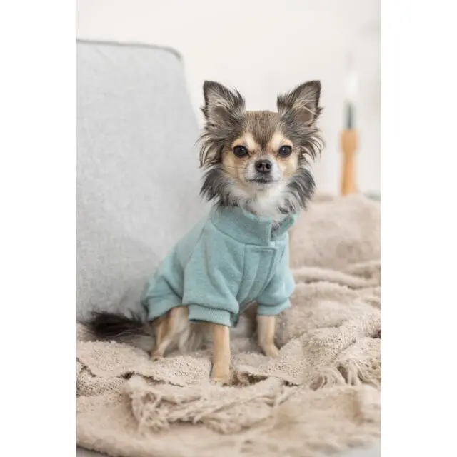 PHO_IMAGE_DOG_Chihuahua-Linda-Sweatshirt-Littleton-Wohnzimmer-4_#SALL_#AWK_#V1.webp