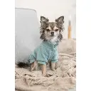 PHO_IMAGE_DOG_Chihuahua-Linda-Sweatshirt-Littleton-Wohnzimmer-4_#SALL_#AWK_#V1.webp