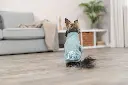 PHO_IMAGE_DOG_Chihuahua-Linda-Sweatshirt-Littleton-Wohnzimmer-2_#SALL_#AWK_#V1.webp