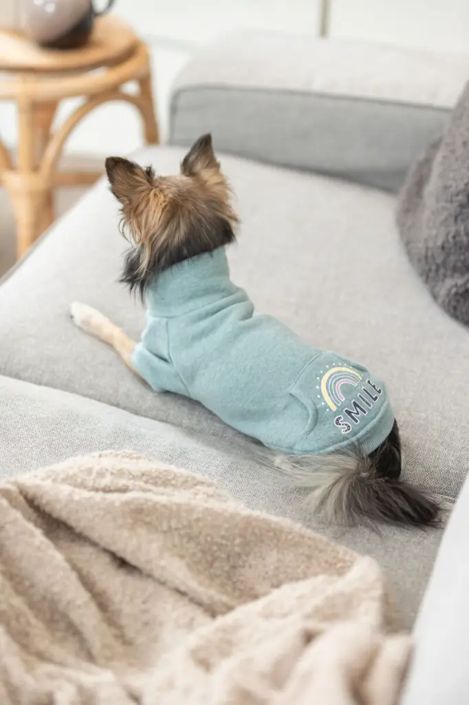 PHO_IMAGE_DOG_Chihuahua-Linda-Sweatshirt-Littleton-Wohnzimmer-3_#SALL_#AWK_#V1.webp