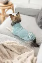 PHO_IMAGE_DOG_Chihuahua-Linda-Sweatshirt-Littleton-Wohnzimmer-3_#SALL_#AWK_#V1.webp