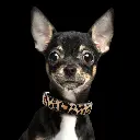 LEOPARD - Dog.webp