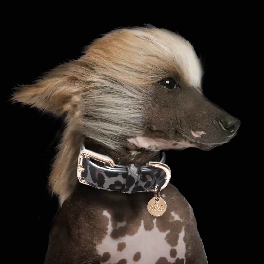 MP4164 - PANTHERE Gris Dog.webp