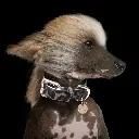 MP4164 - PANTHERE Gris Dog.webp