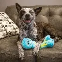 ouet Chien Wubba Octopus