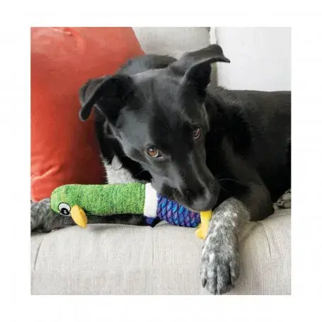 kong-shakers-cuckoos (1).webp