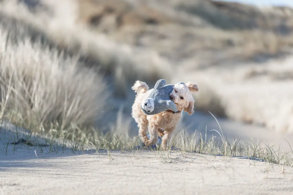 PHO_IMAGE_DOG_BeNordic-Maltipoo-Lou-spielt-Robbe-Duene-1_#SALL_#AWK_#V1.webp