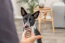 PHO_PRO_DOG_314733-2_#SALL_#AWK_#V1.webp