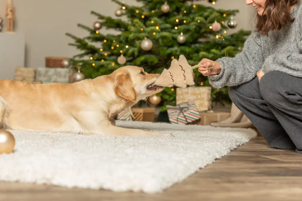 PHO_IMAGE_DOG_Xmas25-GoldenRetriever-Hazel-Spielzeug-8_#SALL_#AWK_#V1.webp